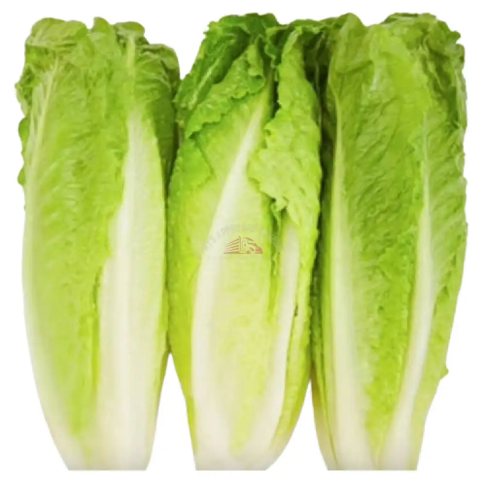 Romain Lettuce Heart 12oz Vegetable